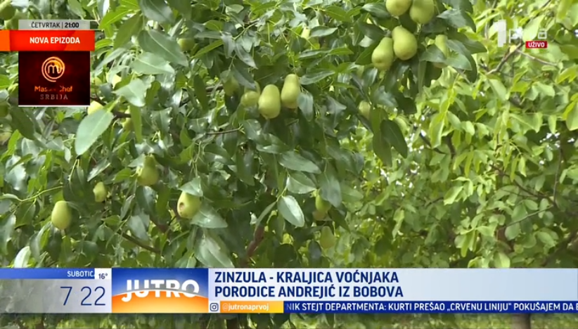 Zinzula - zdravo voće neobičnog ukusa