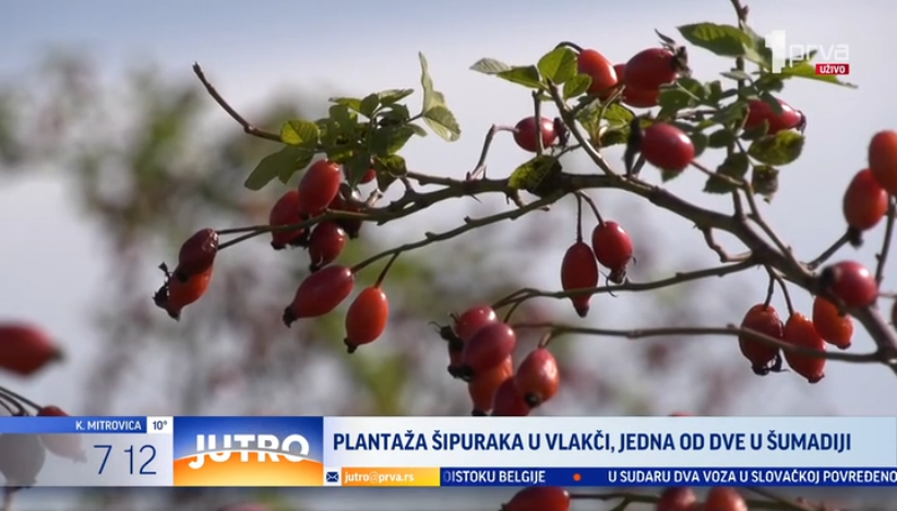 Ovo je jedna od dve plantaže šipurka u Šumadiji