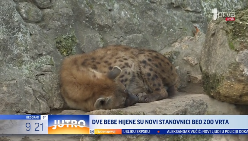 Dve bebe hijene novi stanovnici Beo Zoo vrta