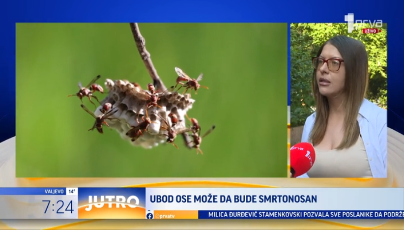 Šta raditi ako vas ujede osa?