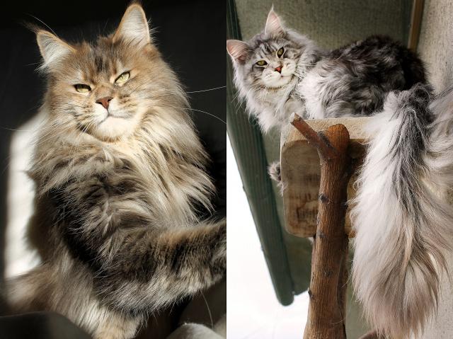 Mejn kun maèke – nežni džinovi