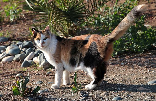 Afroditini divovi – mačke iz davnina