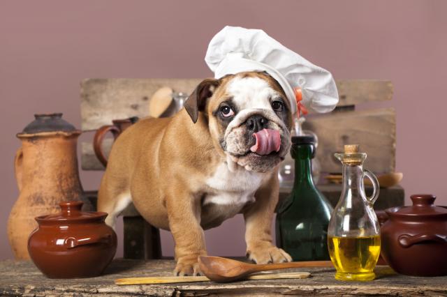 Zašto je maslinovo ulje dobro za pse?
