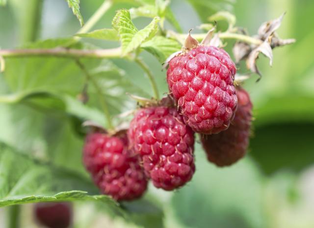 Preti katastrofa, opasna bakterija zarazila maline