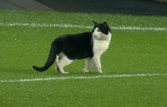 FA Cup: Mačka 