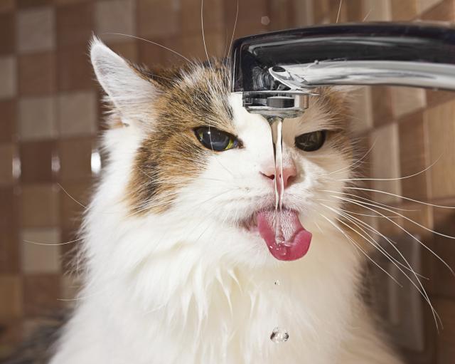 Da li vaša mačka pije dovoljno vode?