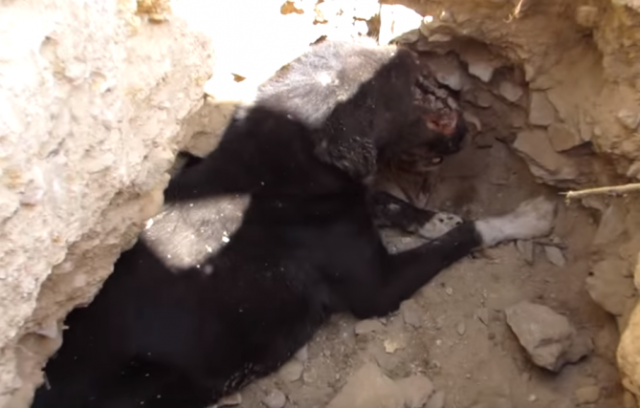 Pas kojem su crvi pojeli lice neverovatno se oporavio