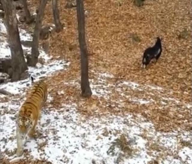 Rusija: "Pukla" ljubav izmeðu tigra i jarca