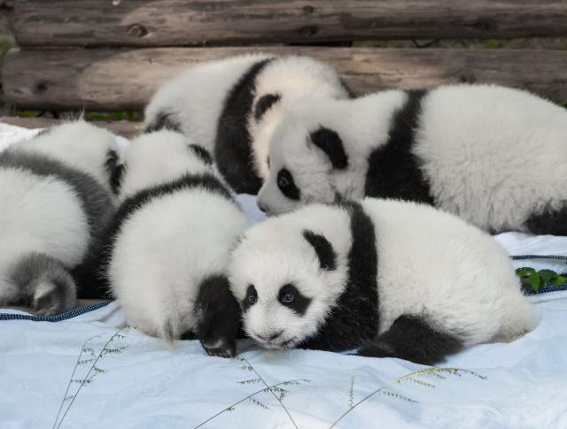 Kina: Traže se osobe za maženje beba pandi