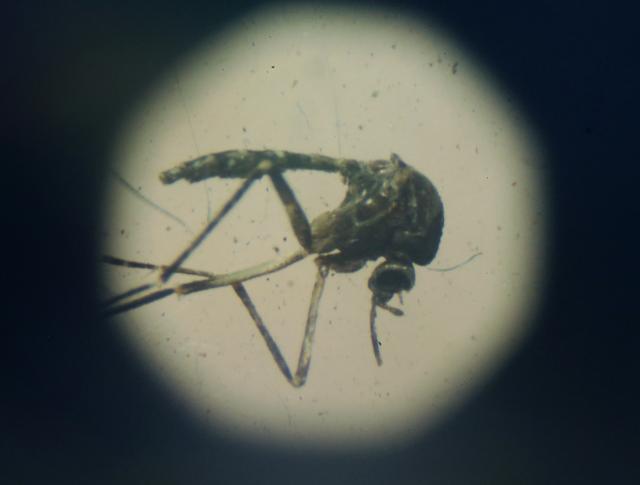 "U Srbiji nema komaraca koji prenose zika virus"