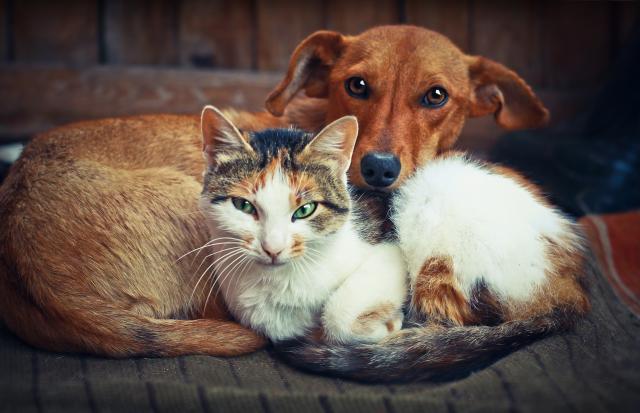 Ko više voli svog vlasnika - pas ili maèka?