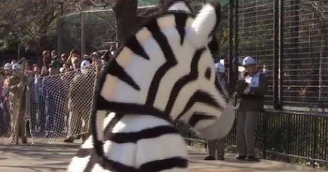 Pokazna vežba u slučaju bekstva zebre iz zoo-vrta