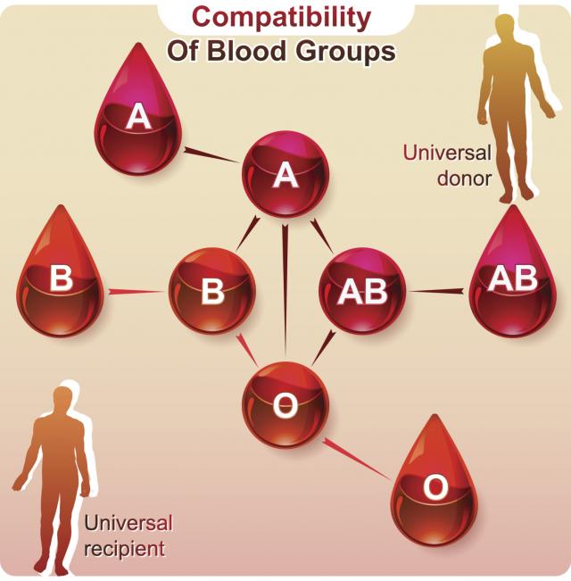 Evo zašto su ljudi s nultom krvnom grupom posebni