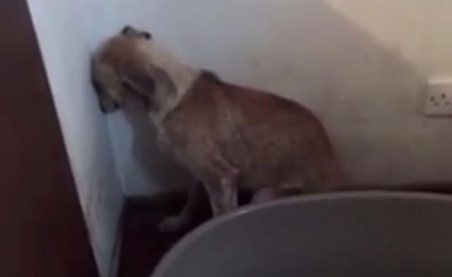Pas slomljenog duha pronašao dom i porodicu (VIDEO)