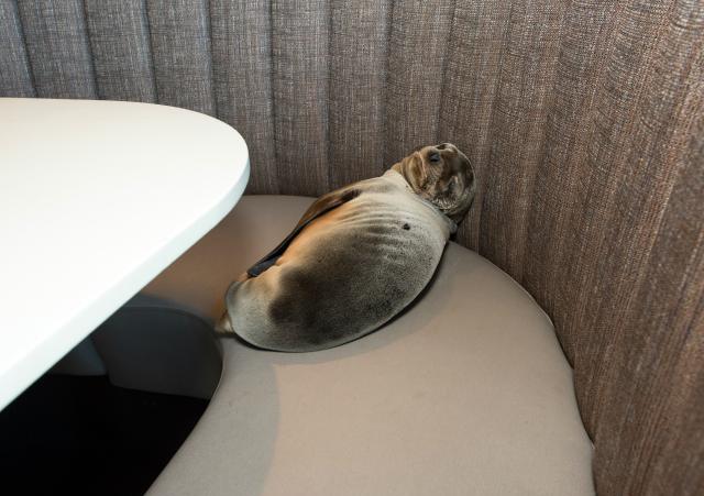 Gladni morski lav ušetao u restoran i zaspao u separeu