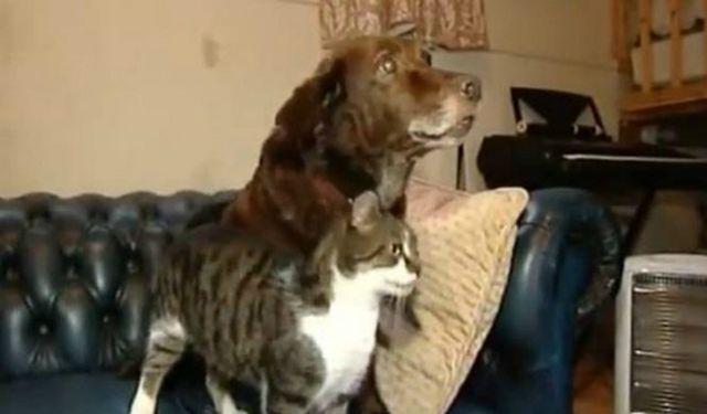 Dirljivo: Maèka pomaže slepom psu da se kreæe (VIDEO)