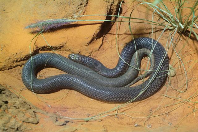 Izbio požar, pobegla najotrovnija zmija na svetu