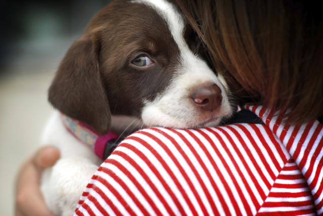 20 lekcija za vlasnike pasa. Poslednja će vas dirnuti…
