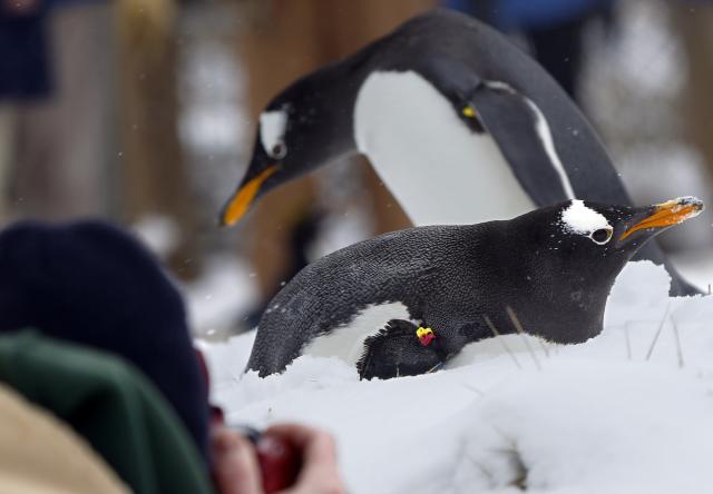 Više od 150.000 pingvina izgubilo život zbog sante leda