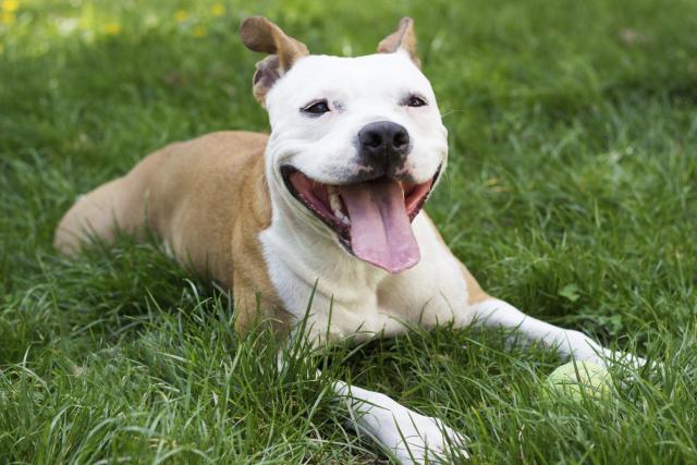 Ovim zakonima propisuje se držanje "opasnih pasa"