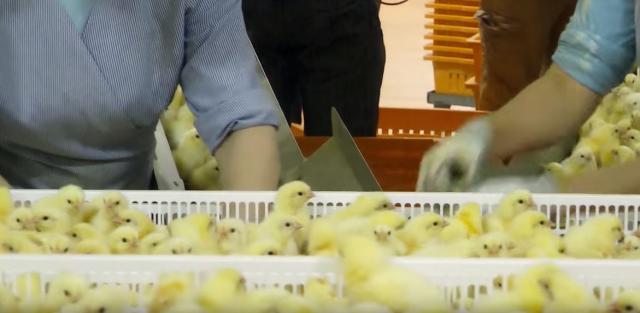 Posle ovog snimka vam se neæe jesti piletina (VIDEO)