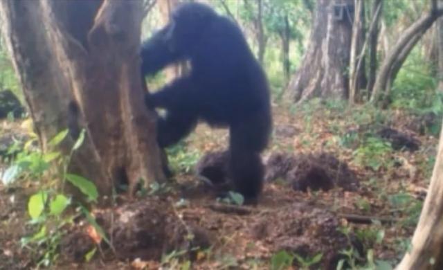 Nauènici zbunjeni: Šimpanze izvode sakralne rituale?