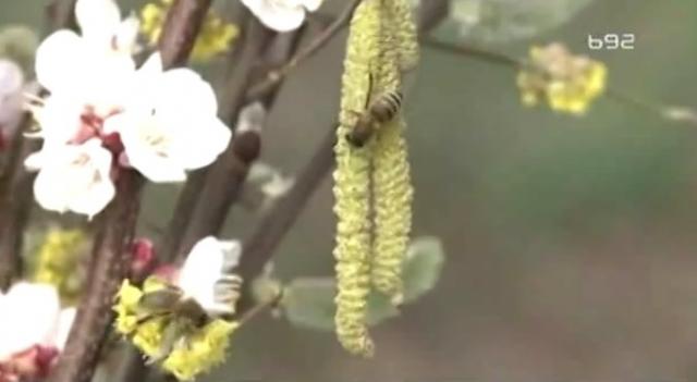 Pčele padaju i nestaju, zbog čega? VIDEO