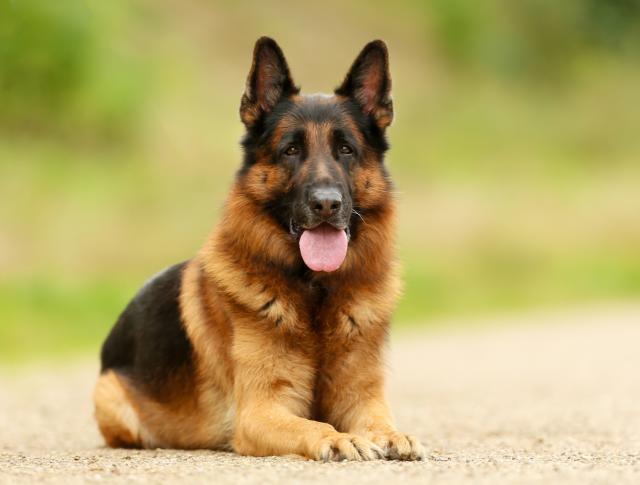 “Nećemo više pse sa pedigreom”