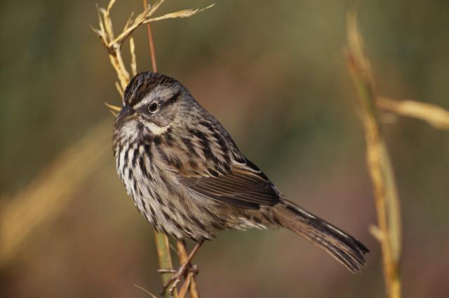 Obeležavanje Meðunarodnog dana vrabaca