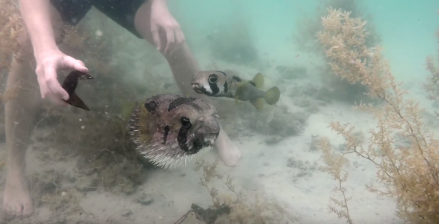 Verna riba ne želi da napusti drugu u nevolji (VIDEO)