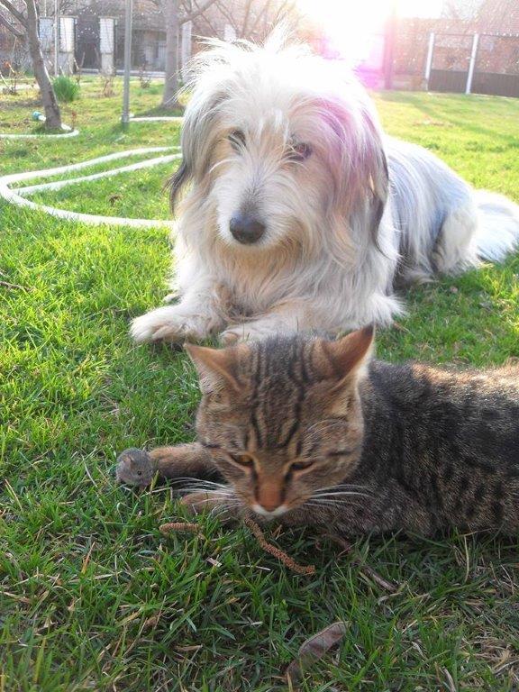 Pas, maèka i miš – najbolji prijatelji