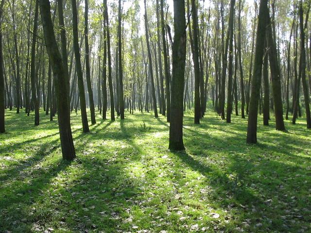 GEF approves USD 3.2mn to help improve Serbian forests