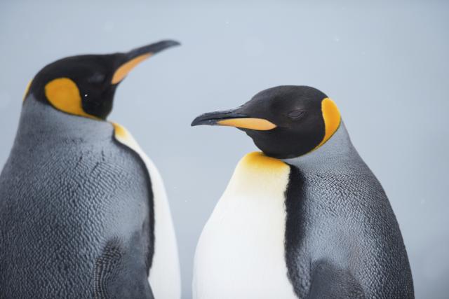 Pingvinski “gej” par prebačen iz Berlina u Hamburg