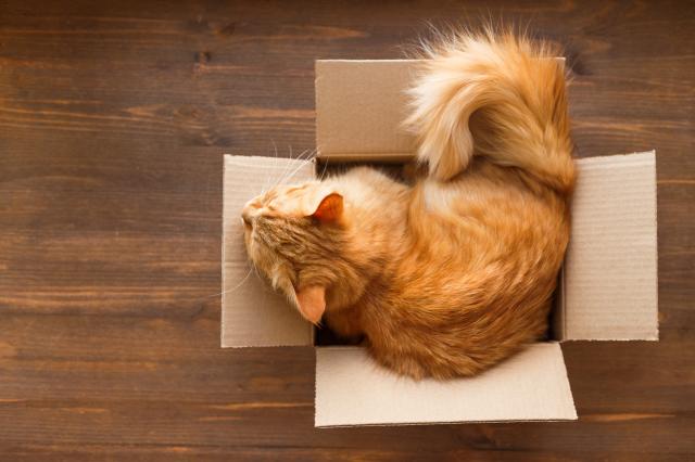 Zašto maèke vole da spavaju u kutijama?