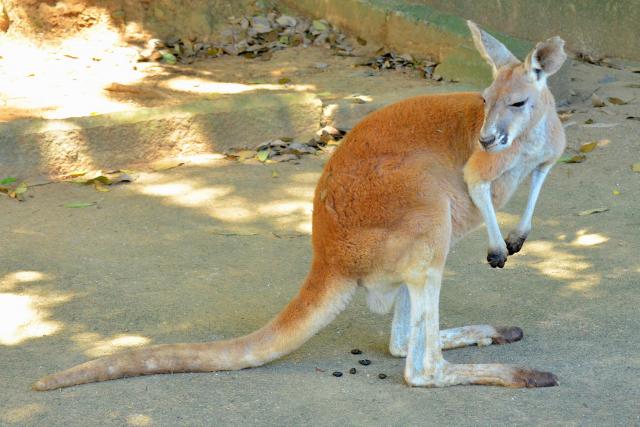 Zoo-vrt u Jagodini dobija crvene kengure