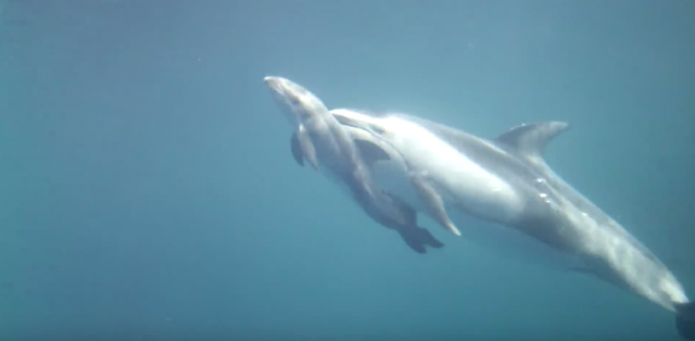 Roðenje bebe delfina i maženje s majkom (VIDEO)