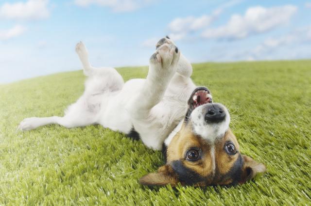 Zašto se psi valjaju u travi?