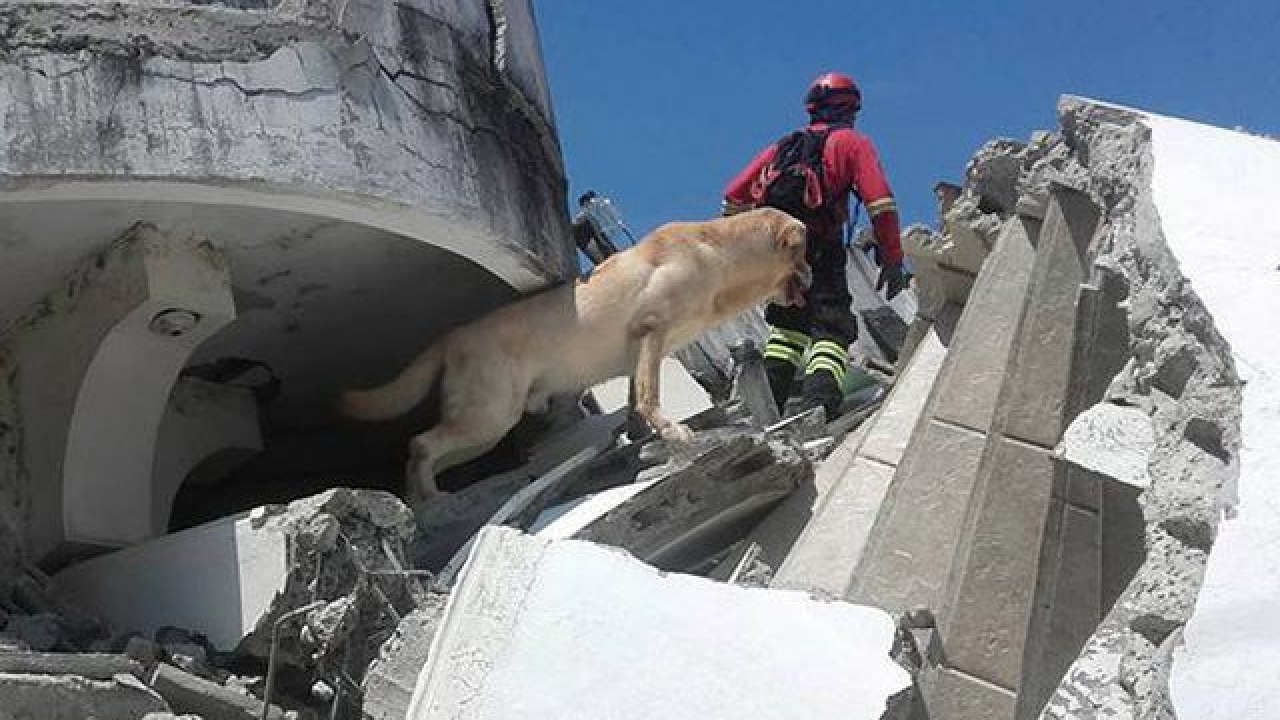 Почему не спасли человека. Собака спасатель из под завалов. Собака спасает людей из завалов. Собаки поисковики в завалах.