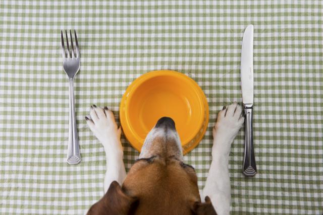 Šta je “slobodno hranjenje” i zašto je opasno za pse?