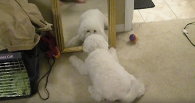 Kad štenci ogledalima objave "rat" (VIDEO)