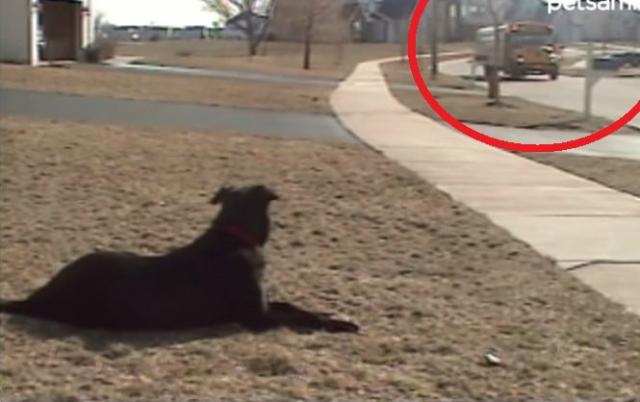 Zašto pas èeka školski autobus? (VIDEO)