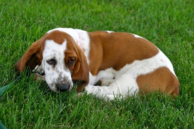 Šta treba znati pre kupovine preparata protiv krpelja?