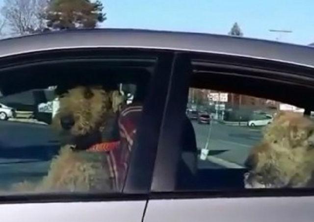 Ovo može da se desi kad psa ostavite samog u automobilu