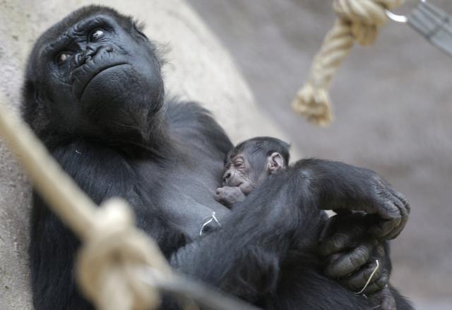 Iznenađenje za sve: Zoo-vrt u Pragu dobio prinovu