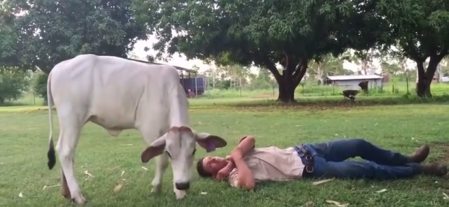 Krava koja misli da je pas osvojila internet (VIDEO)