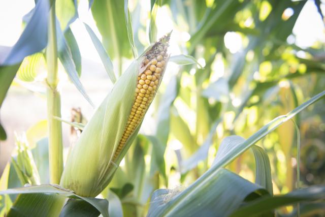 Opet našli aflatoksin u našem kukuruzu