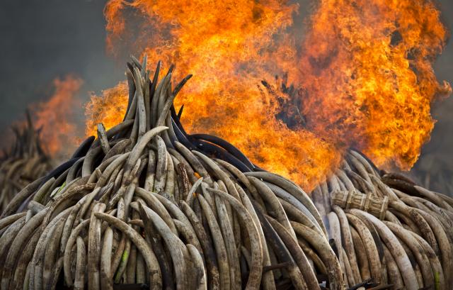 Zapaljeno 105 tona slonovače, rat lovokradicama /FOTO