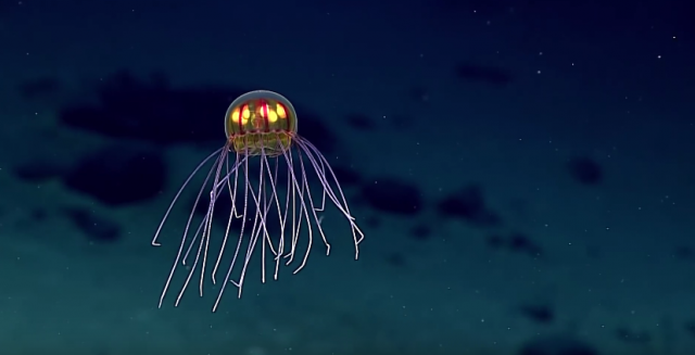 U najdubljem delu okeana otkrivena nova vrsta