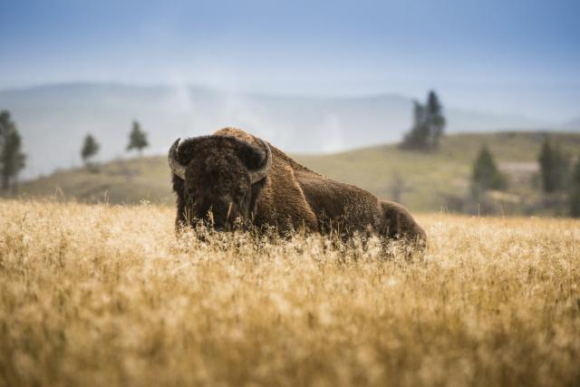 Najskuplji bizon na svetu, Horizon vredi 10 mil €