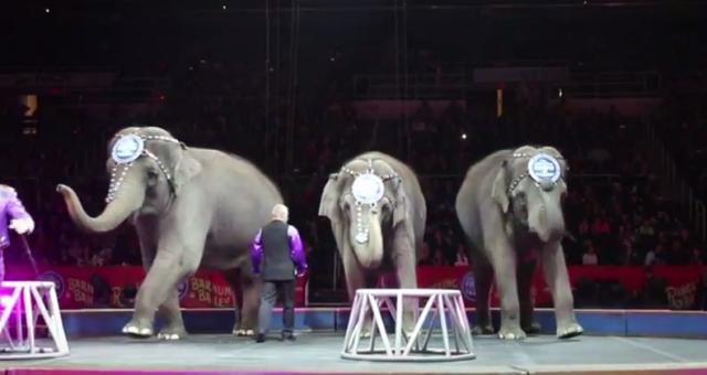 Slonovi odigrali poslednju predstavu u cirkusu Ringling